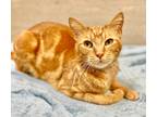 Adopt Hyde a Domestic Shorthair / Mixed (short coat) cat in Great Bend