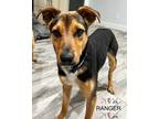 Adopt Ranger a Tricolor (Tan/Brown & Black & White) Anatolian Shepherd /