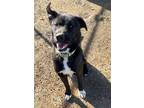 Adopt Quark a Black - with White Border Collie / Husky / Mixed dog in Yreka