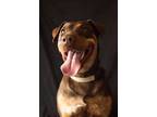 Adopt Ostara a Doberman Pinscher / Mixed dog in Yreka, CA (37698657)