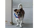 Adopt Denver a Tan/Yellow/Fawn Jack Russell Terrier / Corgi / Mixed dog in Plain