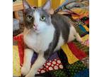 Adopt Charlotte a Gray or Blue (Mostly) Domestic Shorthair (short coat) cat in