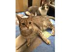 Adopt Josie a Brown Tabby Domestic Shorthair (short coat) cat in Davis