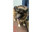 Adopt Dr. Pork Chop a Brown/Chocolate German Shepherd Dog / Chow Chow / Mixed