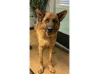 Adopt Woody a Brindle German Shepherd Dog / Mixed Breed (Medium) / Mixed (short