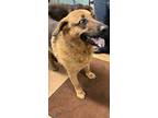 Adopt Duke a Black German Shepherd Dog / Mixed Breed (Medium) / Mixed (short