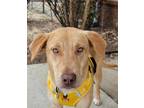 Adopt Aria a Red/Golden/Orange/Chestnut Labrador Retriever / Golden Retriever /
