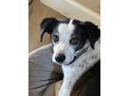 Adopt JACK #11 a White - with Tan, Yellow or Fawn Jack Russell Terrier / Italian