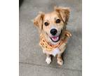 Adopt Millie a Red/Golden/Orange/Chestnut Chow Chow / Mixed dog in Bothell