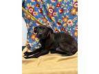 Adopt Laura 369734 a Black Labrador Retriever / Mixed Breed (Medium) / Mixed
