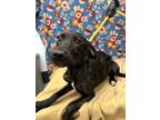 Adopt Carrie 369734 a Brindle Labrador Retriever / Mixed Breed (Medium) / Mixed