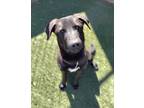 Adopt Rolo a Black Golden Retriever / Mixed Breed (Medium) / Mixed (short coat)