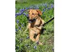 Adopt Kylo a Tan/Yellow/Fawn Husky / Great Pyrenees / Mixed dog in Weatherford