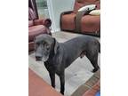Adopt Courage a Brown/Chocolate - with White Labrador Retriever / Mixed dog in