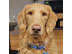 Adopt The Hankinator :) a Red/Golden/Orange/Chestnut Goldendoodle dog in