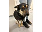 Adopt Nursing 6 puppies a Black German Shepherd Dog / Mixed Breed (Medium) /
