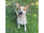 Adopt Waylon a Merle Australian Cattle Dog / Mixed dog in Lathrop, CA (41103105)