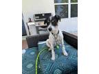 Adopt Amy a White - with Black Terrier (Unknown Type, Small) / Mixed dog in