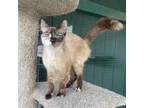 Adopt Connie a Tan or Fawn (Mostly) Siamese cat in Lathrop, CA (41151356)