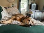 Adopt Molly a Red/Golden/Orange/Chestnut Labrador Retriever / Chow Chow / Mixed