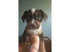 Adopt Mario a Brown/Chocolate Australian Shepherd / Mixed dog in Miami