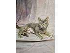 Adopt Skylar a Brown Tabby American Shorthair (short coat) cat in Bethel