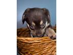 Adopt Marcus a Brown/Chocolate Australian Shepherd / Mixed dog in Miami
