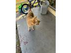 Adopt Kobe a Tan/Yellow/Fawn Terrier (Unknown Type, Medium) / Mixed dog in Fort