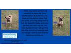 Adopt Arlo a Staffordshire Bull Terrier / Mixed Breed (Medium) / Mixed dog in