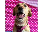 Adopt Jade a Brown/Chocolate - with White Golden Retriever / Labrador Retriever
