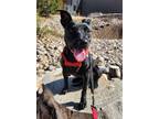 Adopt Lorelei a Black Labrador Retriever / Mixed Breed (Medium) / Mixed (short