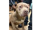 Adopt Rex a Tan/Yellow/Fawn American Pit Bull Terrier / Mixed Breed (Medium) /
