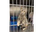 Adopt Myra a Brown Tabby Domestic Shorthair (short coat) cat in Geneseo