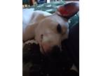 Adopt Dottie a White - with Tan, Yellow or Fawn Pit Bull Terrier / Mixed dog in