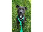 Adopt Missy a Mixed Breed (Large) / Mixed dog in Spokane Valley, WA (41266678)