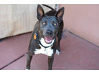 Adopt Nala a Merle American Pit Bull Terrier / Mixed Breed (Medium) / Mixed