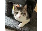 Adopt LEO STARBUCK a Gray or Blue (Mostly) Domestic Mediumhair / Mixed cat in