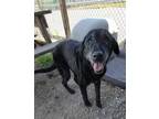Adopt Sally a Black Golden Retriever / Mixed Breed (Medium) / Mixed (short coat)