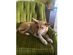 Adopt Lana a Tan/Yellow/Fawn Australian Shepherd / Husky / Mixed (short coat)