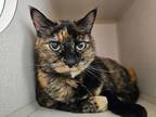 Adopt KeeKee a Brown Tabby Domestic Shorthair / Mixed Breed (Medium) / Mixed