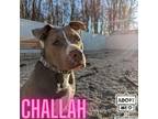 Adopt Challah a Black American Pit Bull Terrier / Mixed Breed (Medium) / Mixed