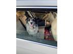 Adopt Oliver a Merle Australian Shepherd / Mixed dog in La Farge, WI (41310887)