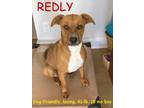Adopt REDLY a Red/Golden/Orange/Chestnut - with White Australian Cattle Dog /