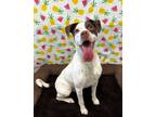 Adopt Tom Collins a Hound (Unknown Type) / American Pit Bull Terrier / Mixed dog