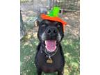 Adopt Baby a Black Labrador Retriever / Mixed dog in Ventura, CA (39341989)