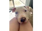 Adopt Bella a White Dogo Argentino / Mixed dog in Austin, TX (41310741)