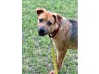 Adopt Gus a German Shepherd Dog / Mixed dog in Darlington, SC (41307809)