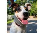 Adopt Astro a Pointer / Mixed dog in Darlington, SC (41307807)