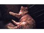Adopt KIKI a Gray or Blue Maine Coon / Mixed (medium coat) cat in Puyallup