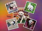 Adopt Toby - MI a White Bichon Frise / Mixed dog in Tulsa, OK (41310717)